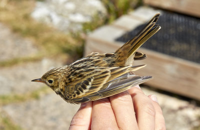 Trdpiplrka<br/>Tree Pipit<br/>Anthus trivialis