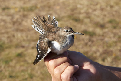 DrillsnppaCommon SandpiperActitis hypoleucos
