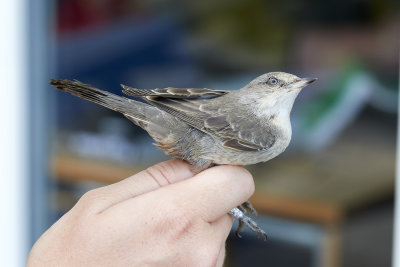 HksngareBarred WarblerSylvia nisoria