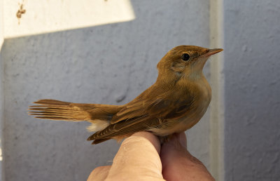 Krrsngare<br/>Marsh Warbler<br/>Acrocephalus palustris  