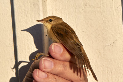 KrrsngareMarsh WarblerAcrocephalus palustris  
