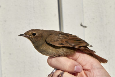 NktergalThrush Nightingale Luscinia luscinia  