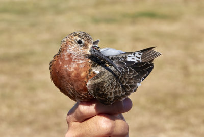 Spovsnppa<br/>Curlew Sandpiper<br/>Calidris ferruginea  