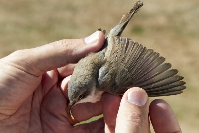 rtsngareLesser Whitethroat Sylvia curruca  
