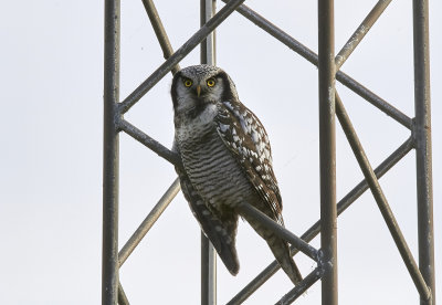 HkugglaNorthern Hawk OwlSurnia ulula