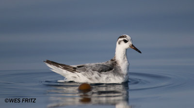 Red Phalarope