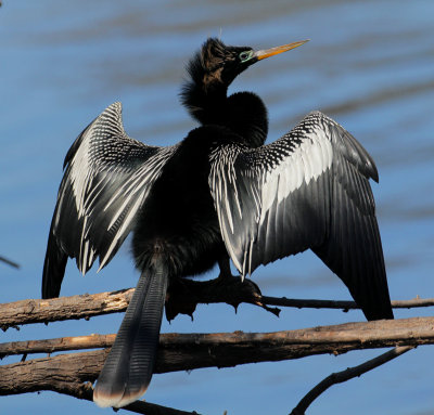 Anhinga 