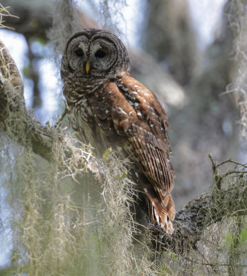 Barred Owl 