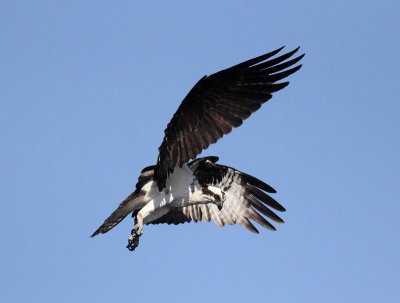 Osprey 