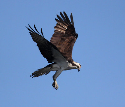 Osprey 