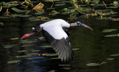 Wood Stork