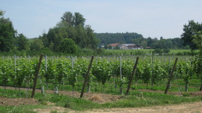 IMG_2874.jpg