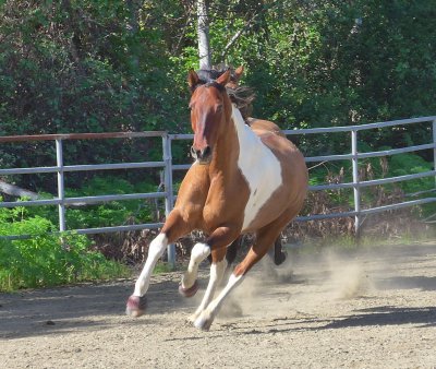 Dave & Linda's horses