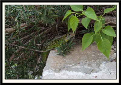 Green Lizard