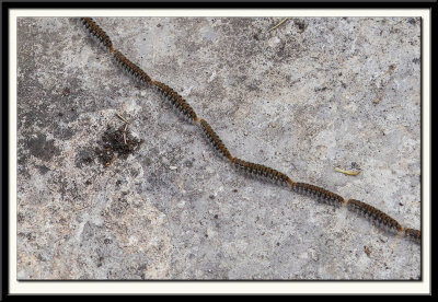 Caterpillars of the Pine Processionary Moth - Thaumetopoea pityocampa