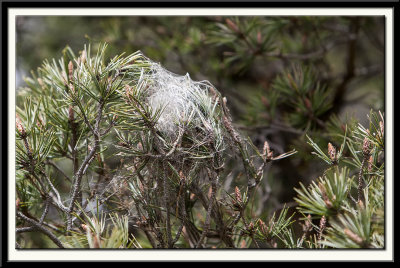 Nest of the Pine Processionary Moth 