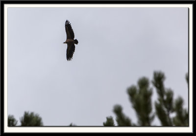 Griffon Vulture