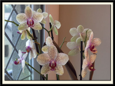 Orchids in our room