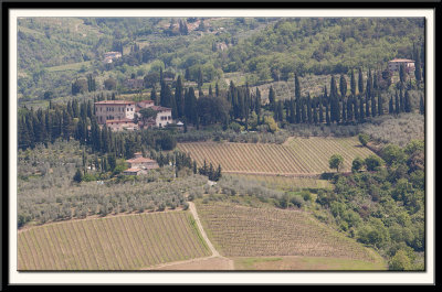 Cypress Trees and Vines