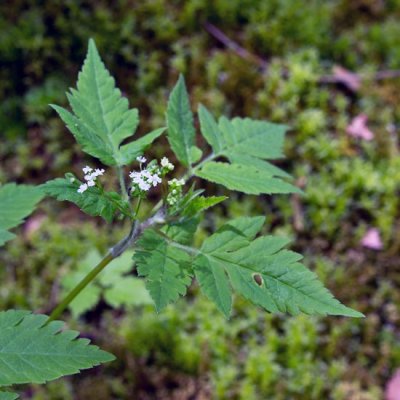 Hairy Sweet Cicely 1