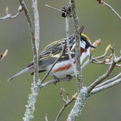 Chestnut-sided Warbler 1