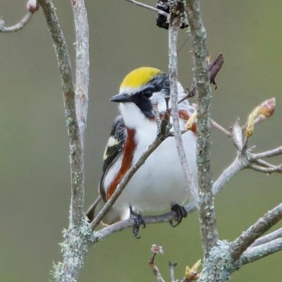 Chestnut-sided Warbler 2