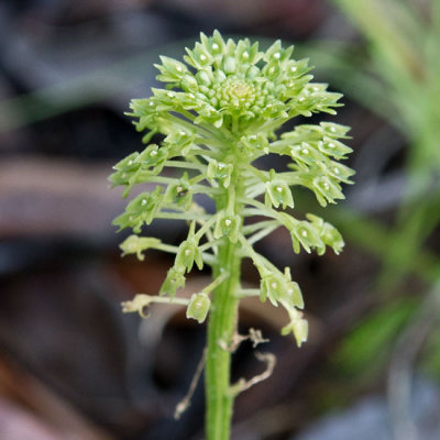 Green Adder's Mouth Orchid 2