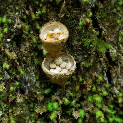 White-egg Bird's Nest