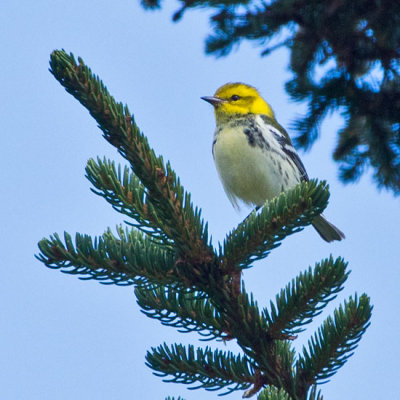 Black-throated Green Warbler 3