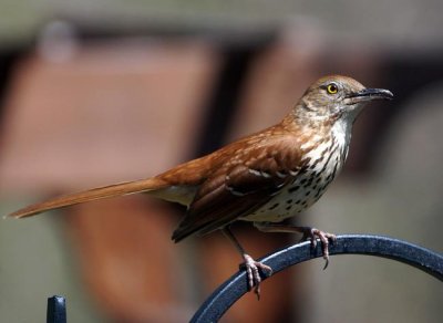 Brown Thrasher 1