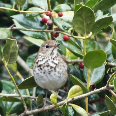 Hermit Thrush 1