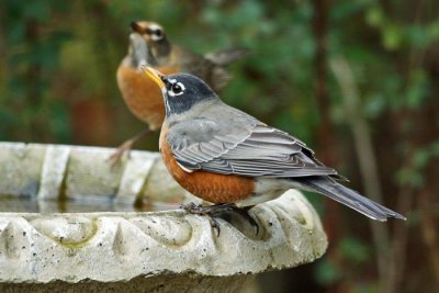 American Robin 2