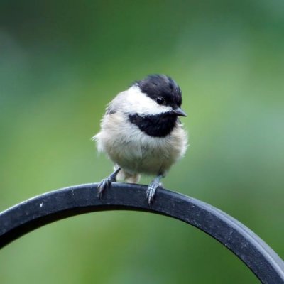 Carolina Chickadee 4