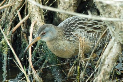 Clapper Rail 3