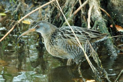 Clapper Rail 4