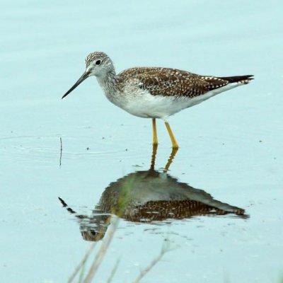 Greater Yellowlegs 4