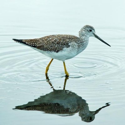 Greater Yellowlegs 5