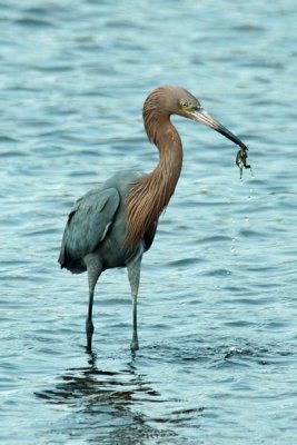 Reddish Egret 1