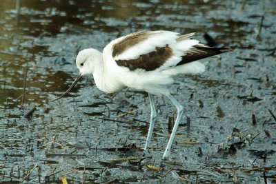 American Avocet 1