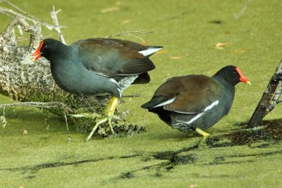 Common Gallinule 1