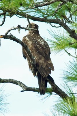 Bald Eagle 4 - Juvenile