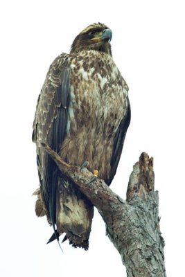 Bald Eagle 2 - Juvenile