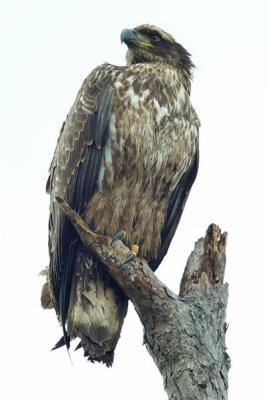 Bald Eagle 3 - Juvenile