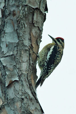 Yellow-bellied Sapsucker 3