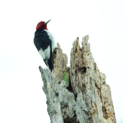 Red-headed Woodpecker 1