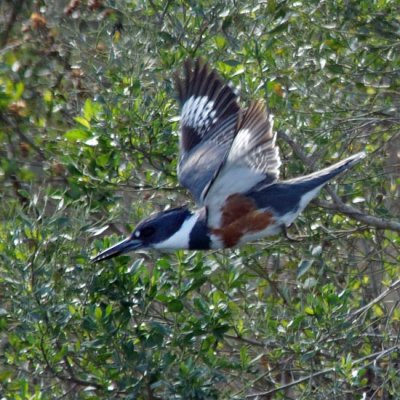 Belted Kingfisher 4 - Female