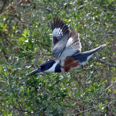 Belted Kingfisher 4 - Female