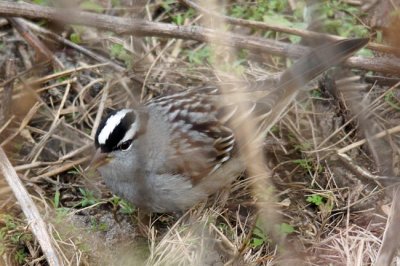 White-crowned Sparrow 1