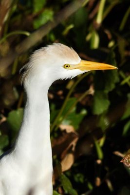 Cattle Egret 2