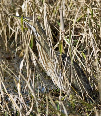 American Bittern 2